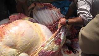 Step 9 Cow Processing Use Trachea Start Pulling Out Intestines [upl. by Neslund618]