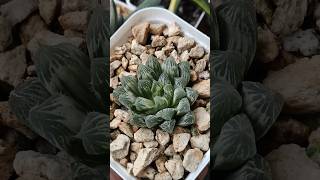 Haworthia Cooperi var pilifera Silver Swirl shorts haworthia variegatedplants [upl. by Eenet]