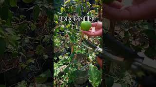 Buah Apel putsha apelputsa smartagriculture smartfarming farming shorts [upl. by Gide]