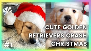 Cute Golden Retriever Puppies Crash Christmas in 2021 🥺 Puppies During Christmas Video  AdoraPup TV [upl. by Linker]