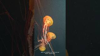 Sea Aquarium  Physalia Jelly Fish singaporetrip seaaquariumsingapore [upl. by Natalina169]