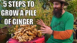 5 Steps to Grow a PILE of Ginger  From Planting to Harvest [upl. by Blanca]