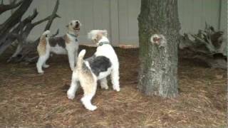 WIRE FOX TERRIER NAUGHTY BROTHERS vs NUTS BROTHERS [upl. by Ajssatan380]