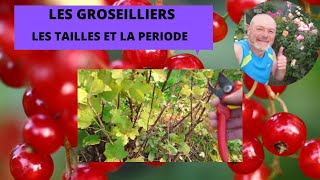 Quand et comment tailler vos groseilliers [upl. by Line544]