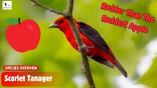 Discover the AMAZING Scarlet Tanager Facts You Never Knew  Nate Bird Nerd [upl. by Akkimat983]