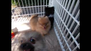 Teacup Pomeranian puppies 4 sale under 6 pounds when full grown [upl. by Robby]