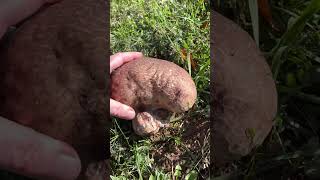 🍄‍🟫Gigantic puffball mushroom 😮nature mushrooming foraging food [upl. by Shamrao829]