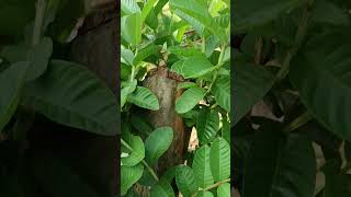 PollardingGuava plantpruning techniquecutting a trees branches back to the trunk [upl. by Vernor182]