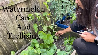 How To Prune Watermelon Cantaloupe Plants  Melon Care Trellising Climbing Plants [upl. by Honan]