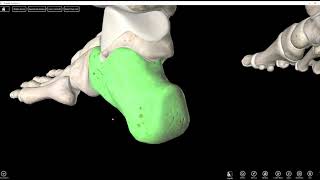 Tarsals Metatarsals and Phalanges [upl. by Amehsat]