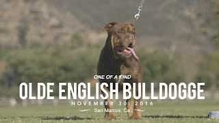 ONE OF A KIND OLD ENGLISH BULLDOGS [upl. by Australia875]