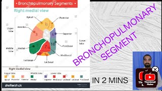 BRONCHOPULMONARY SEGMENT LEC IN ONE SHOTS anatomy medical pharmacology [upl. by Lectra]