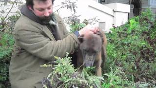 Using Yarrow to stop minor bleeding and promote healing in the dog [upl. by Atinuaj]