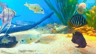 Giant Angelfish and Rare Geophagus in the 220 Gallon Aquarium [upl. by Krishna237]