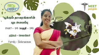 Morphology of Flowering plants  Part 16  Family  Solanaceae  NEET Tamil  NEET Biology [upl. by Llennod]