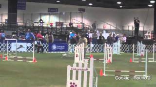 2010 AKC Agility Invitational  Toy Fox Terriers [upl. by Drugi]