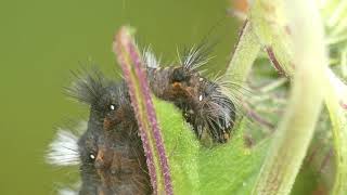 Knot Grass Caterpillar Eats Ebolo Leaf [upl. by Simsar905]