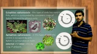 Types of Stele and its evolution in Pteridophytes [upl. by Josephine]