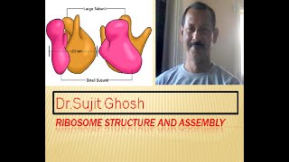 Ribosome structure and assembly [upl. by Orgell]