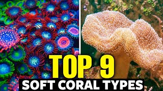 The 9 Best Soft Corals For Beginners 🐠 [upl. by Norven132]