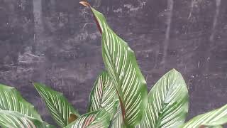 How To Take Care Indoor Plant In Winter [upl. by Andromache]