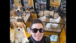 Salon du Chiot de CharlevilleOn Adopte un Chien [upl. by Newby416]