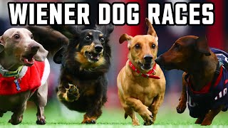 Annual Houston Texans Wiener Dog Races [upl. by Ehtyde]