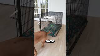 Perro aprende a cerrar puerta y encierra a su hermano Gato [upl. by Cari]