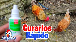 Como CURAR cualquier ENF3RMED4D infecciosa en pollitos gallinas o gallos🐓 Como curar el Moquillo 🐤 [upl. by Archle183]