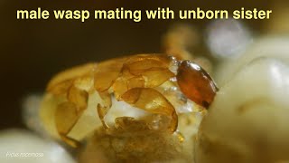 Incestuous fig wasps death in paradise HD [upl. by Jard202]