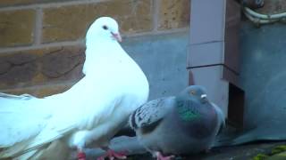 Fantail dove mating with feral pigeon [upl. by Yrrah]