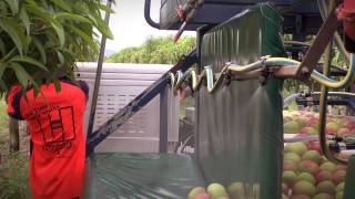 Mango picking – how to do it right [upl. by Yrag931]