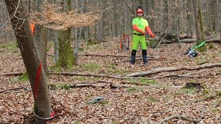 Bäume fällen  sicher und richtig Teil 4 Hänger sicher zu Fall bringen [upl. by Peddada]