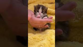 Wow So Cutest cat New kitten videos Compilation [upl. by Denise687]