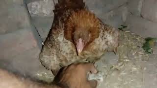 meri murgi ne teeter chicks nikale🤩 my new vlog  my shoq  mianwali [upl. by Isyed]