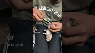 Tube Feeding a Cleft Palate Puppy hardwork breeding doglover savelife viral lablovers treding [upl. by Werdna]