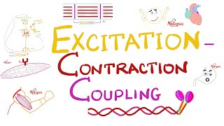 Excitation Contraction Coupling  Muscle Physiology 💪 [upl. by Eanram989]