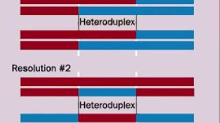 Genetic Recombination During Meiosis  Hetroduplex  Chiasma  Holliday Structure [upl. by Senilec]