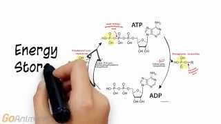 ATP Phosphocreatine System Overview V20 [upl. by Dnalyram]