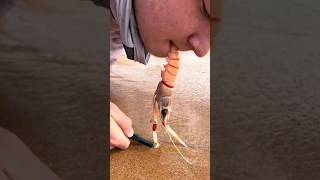 Strange Way to Attract Beach Worms [upl. by Rebekkah]