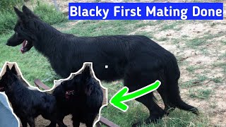 German Shepherds Mating Black german shepherd Dog mating process [upl. by Eatnoid]