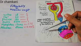 Renal physiology 59  Filterability and Molecular weight  Urine Formation [upl. by Intruoc]