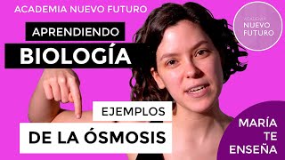 Ejemplos de osmosis en la vida cotidiana Biologia entiéndelo y aprueba [upl. by Navarro]