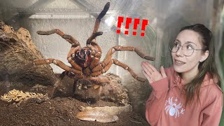 GIANT Goliath Tarantula Eats unalive MOUSE Feeding My Tarantulas [upl. by Slater467]