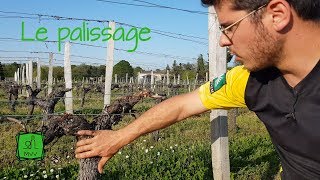 Ma Vie de Vigneron  Le Palissage [upl. by Knuth]