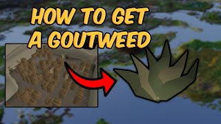 Goutweed Quick Guide  How to get a Goutweed OSRS [upl. by Terrance337]