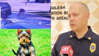 CAPTADO EN CAMARA Roban un costoso perro Yorkie de una casa en Hialeah [upl. by Gruber]