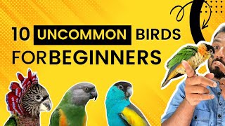 10 Best amp Uncommon Exotic Parrots for Beginners  ShaikhTanveer exoticpets birdtrainer [upl. by Berger]