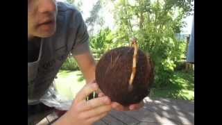 How to Grow a Coconut Palm from a Dehusked Coconut Stepbystep [upl. by Ialokin384]