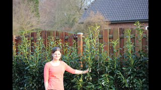 Kirschlorbeer Genolia  im Garten als Sichtschutzhecke  Genolia Hecke  Lorbeerkirsche  Genolia [upl. by Ynner]